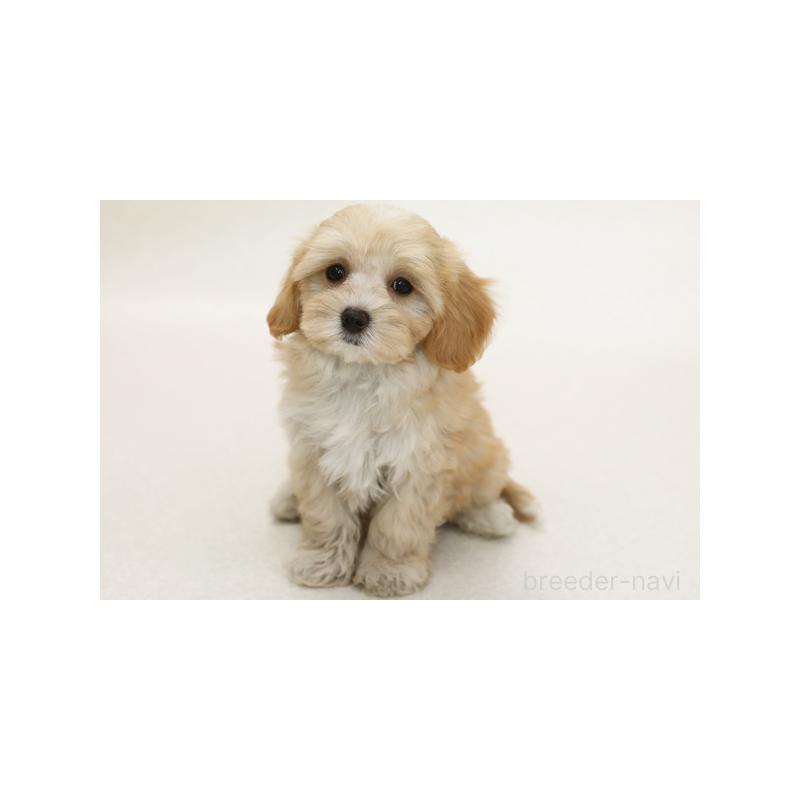 販売中の神奈川県のミックス犬-386720の1枚目